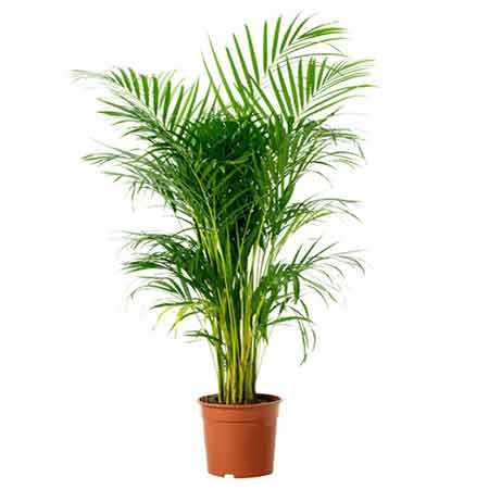 Areca-Palm