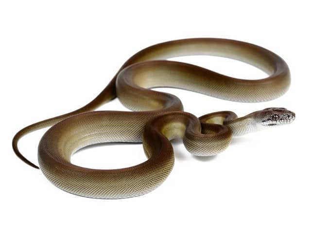 Papuan-Python