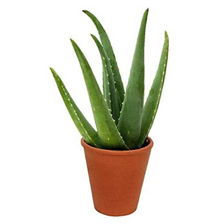 AloeVera-Plant